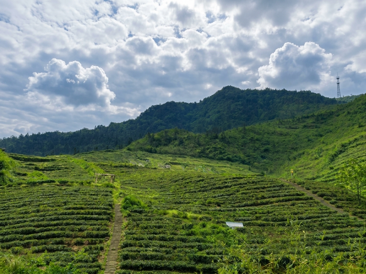 organic tea farm in Anhua country, Hunan China